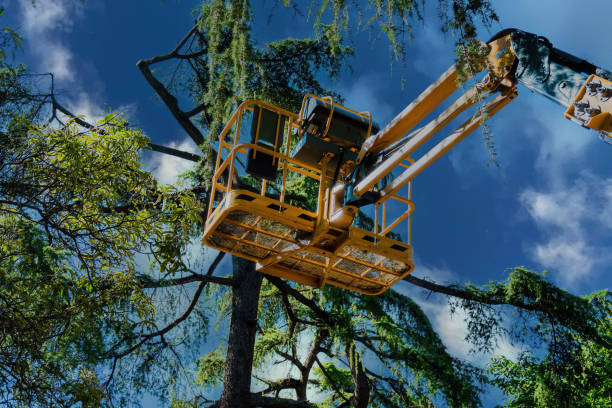 Best Local Tree Services  in Pleasant Grove, UT